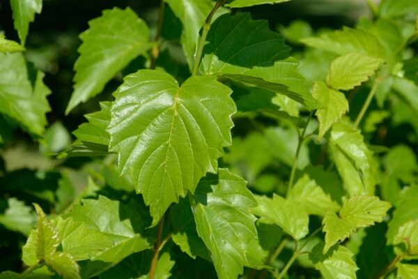 Viburnum dentatum ′Christom′ [sold as Blue Muffin™] - Leaf