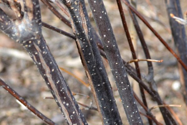 Viburnum dentatum ′Christom′ [sold as Blue Muffin™] - Stem