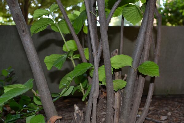 Viburnum dilatatum - Bark