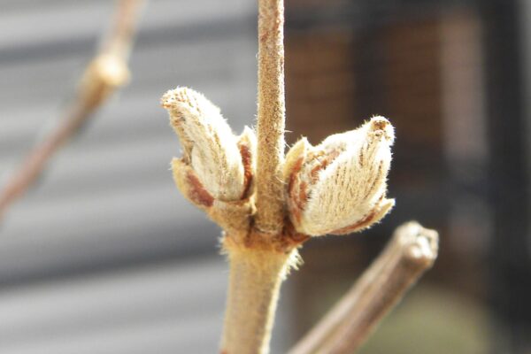 Viburnum dilatatum - Buds