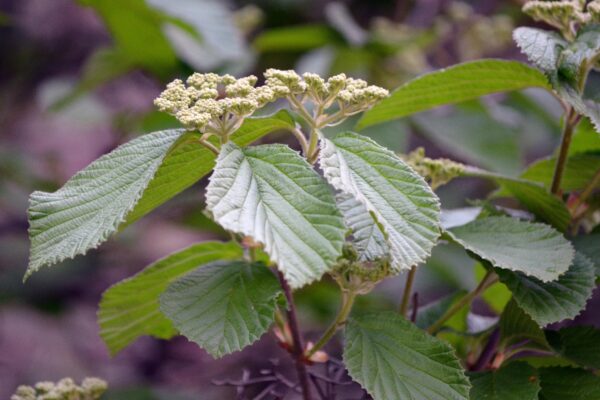 Viburnum dilatatum - Emerging Flowers