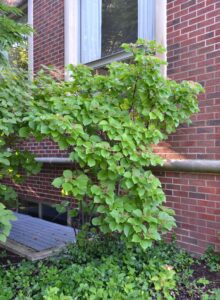 Viburnum dilatatum - Overall Shrub Habit