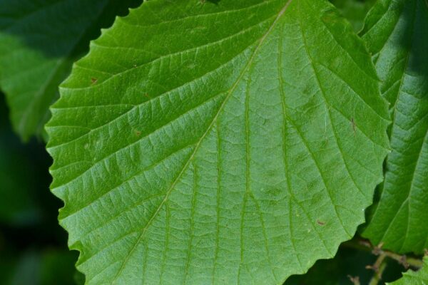 Viburnum dilatatum - Leaf