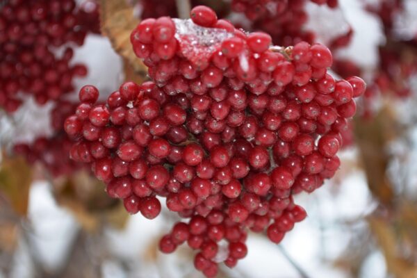 Viburnum dilatatum - Fruit