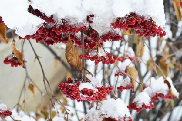 Viburnum dilatatum - Winter Interest