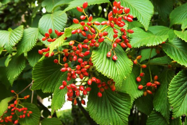 Viburnum dilatatum - Fruit & Foliage