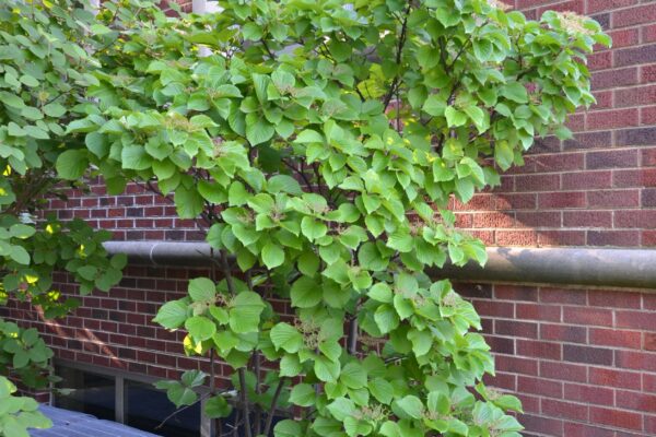 Viburnum dilatatum - Overall Shrub Habit