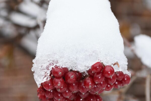 Viburnum dilatatum - Fruit