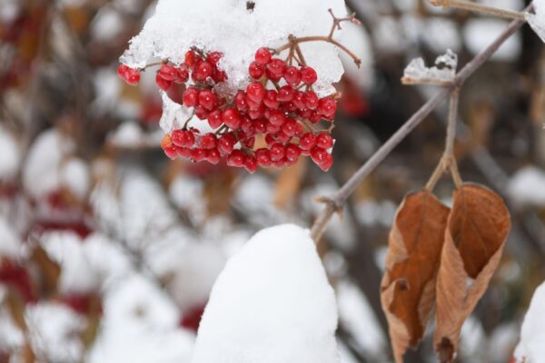 Viburnum dilatatum - Winter Interest