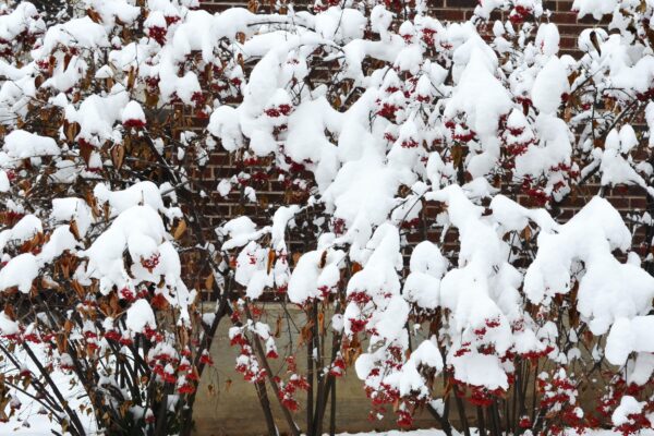 Viburnum dilatatum - Winter Habit