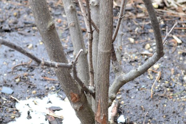 Viburnum dilatatum ′Henneke′ [sold as Cardinal Candy™] - Trunk