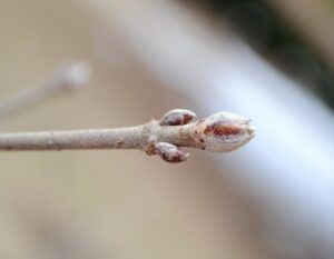 Viburnum dilatatum ′Henneke′ [sold as Cardinal Candy™] - Buds