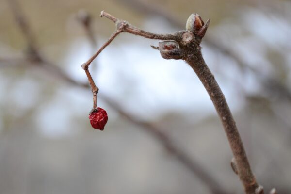 Viburnum dilatatum ′Henneke′ [sold as Cardinal Candy™] - Remant Fruit