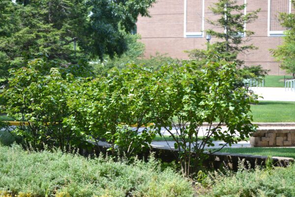 Viburnum dilatatum ′Henneke′ [sold as Cardinal Candy™] - Summer Habit