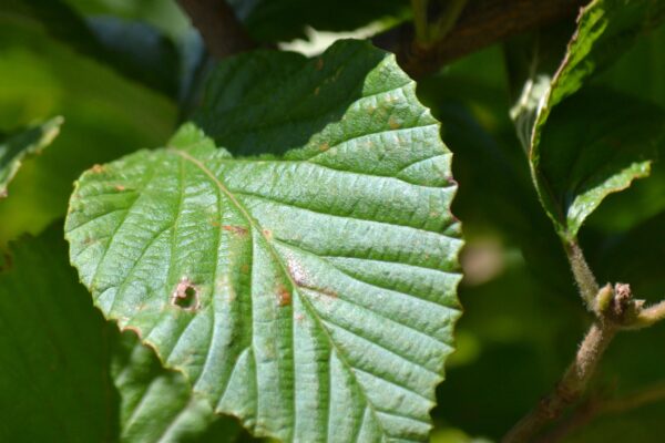 Viburnum dilatatum ′Henneke′ [sold as Cardinal Candy™] - Leaf