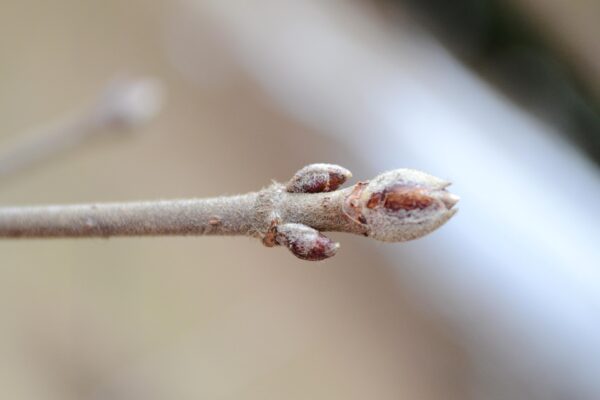 Viburnum dilatatum ′Henneke′ [sold as Cardinal Candy™] - Buds