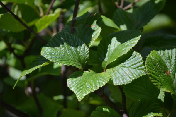 Viburnum dilatatum ′Henneke′ [sold as Cardinal Candy™] - Foliage