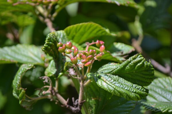 Viburnum dilatatum ′Henneke′ [sold as Cardinal Candy™] - Fruit