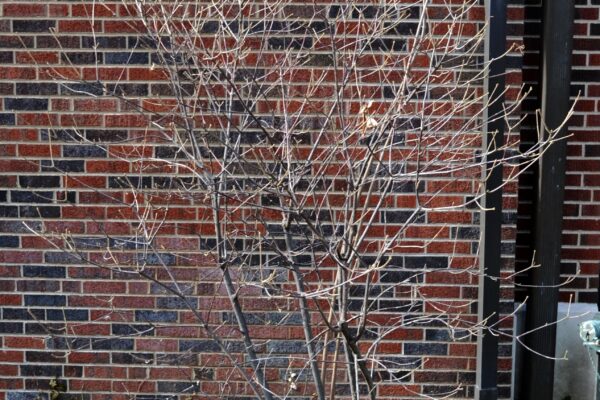 Viburnum × ′Oneida′ - Winter Habit