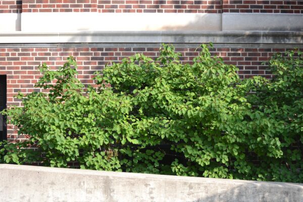 Viburnum × ′Oneida′ - Summer Habit