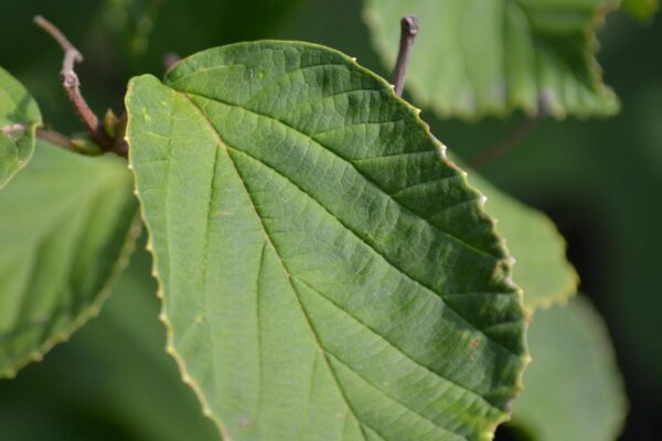 Viburnum × ′Oneida′ - Leaf