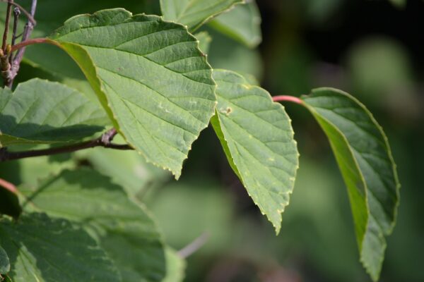 Viburnum × ′Oneida′ - Foliage