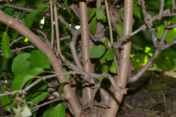 Viburnum farreri - Bark