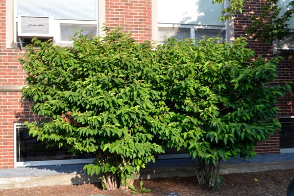 Viburnum farreri - Summer Habit