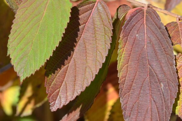 Viburnum farreri - Fall Leaf