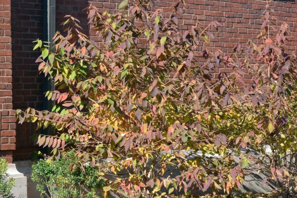 Viburnum farreri - Fall Color