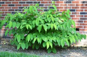 Viburnum farreri - Overall Shrub Habit