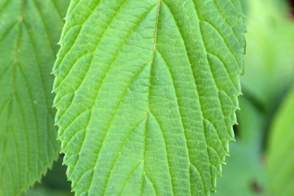 Viburnum farreri - Leaf