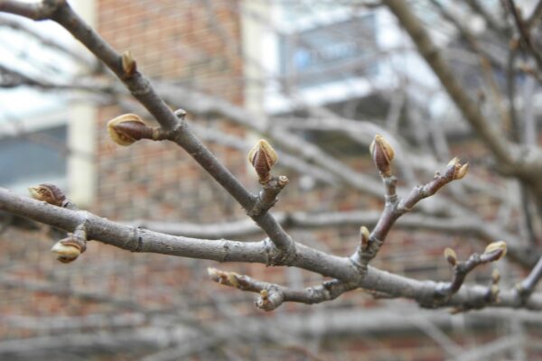 Viburnum farreri - Buds