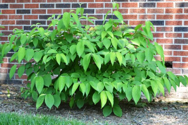 Viburnum farreri - Overall Shrub Habit