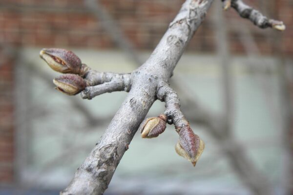 Viburnum farreri - Buds