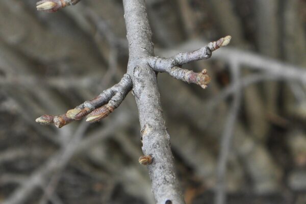 Viburnum farreri - Buds and Twig