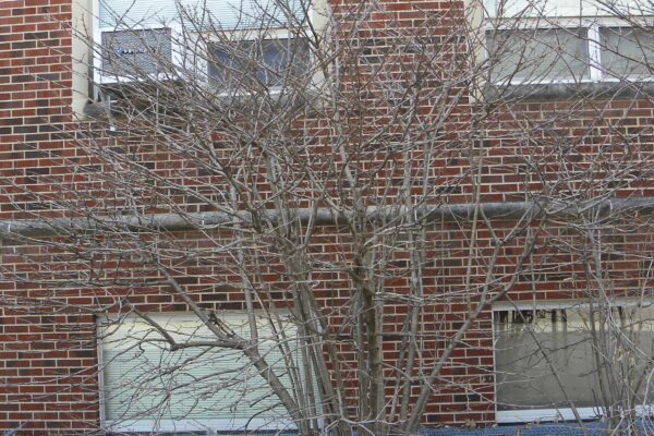 Viburnum farreri - Winter Habit