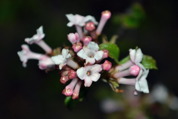 Viburnum farreri ′Bowles′ - Flowers and Buds
