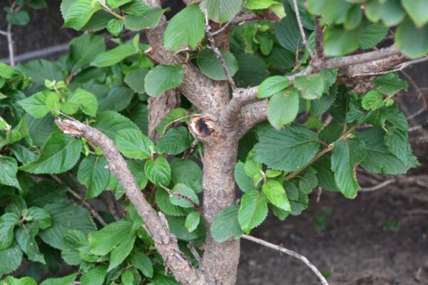 Viburnum farreri ′Bowles′ - Bark
