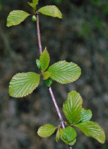 Viburnum farreri ′Bowles′ - Emerging Foliage