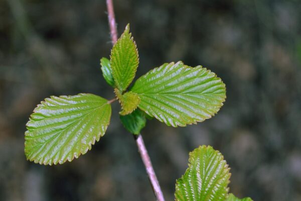 Viburnum farreri ′Bowles′ - Emerging Foliage