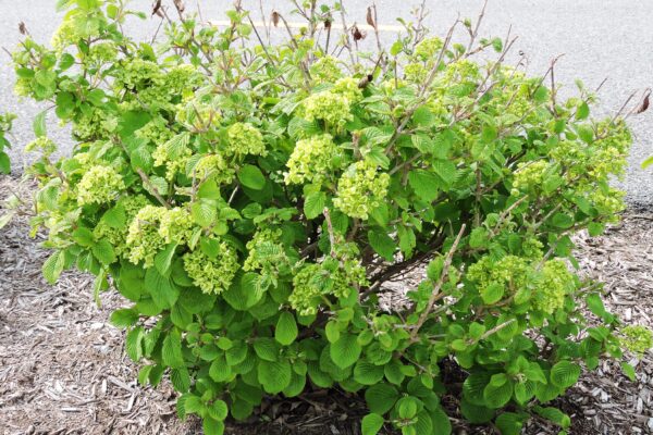 Viburnum lantana - Flowering Habit