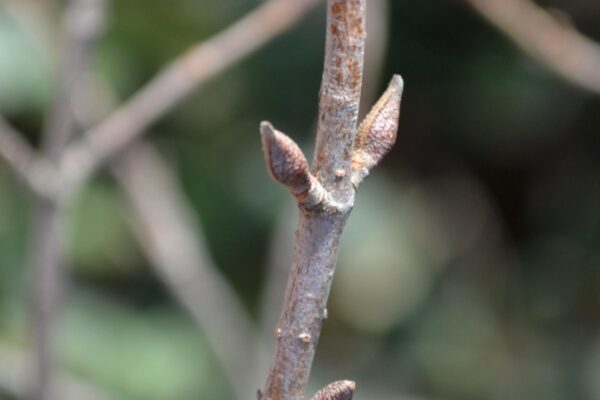 Viburnum lantana - Buds