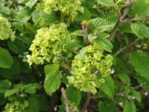 Viburnum lantana - Immature Flower