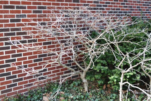 Viburnum lantana - Winter Habit
