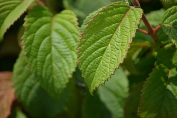 Viburnum lantana - Leaf
