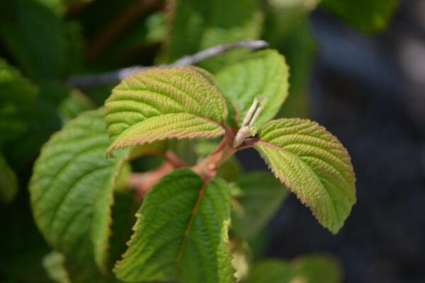 Viburnum lantana - New Growth
