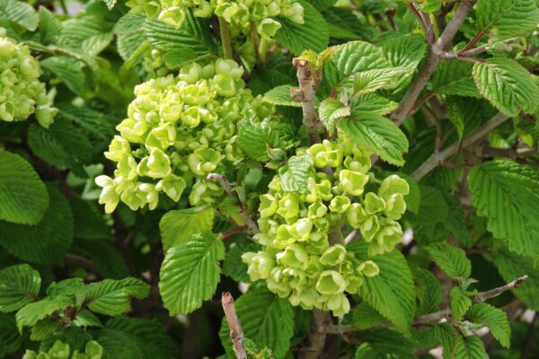 Viburnum lantana - Immature Flower