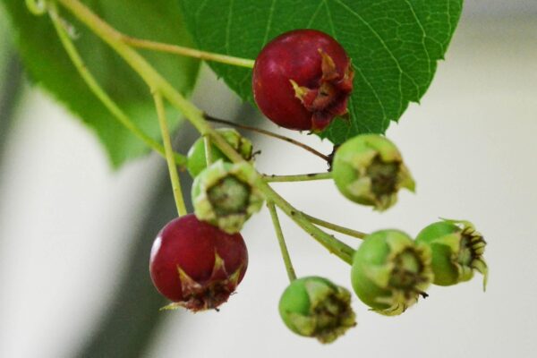 Amelanchier arborea - Fruit