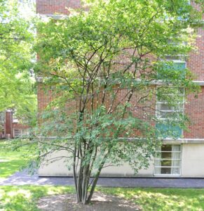 Amelanchier arborea - Shrub Habit